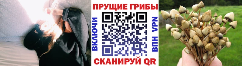 Галлюциногенные грибы Cubensis  закладки  Жигулёвск 